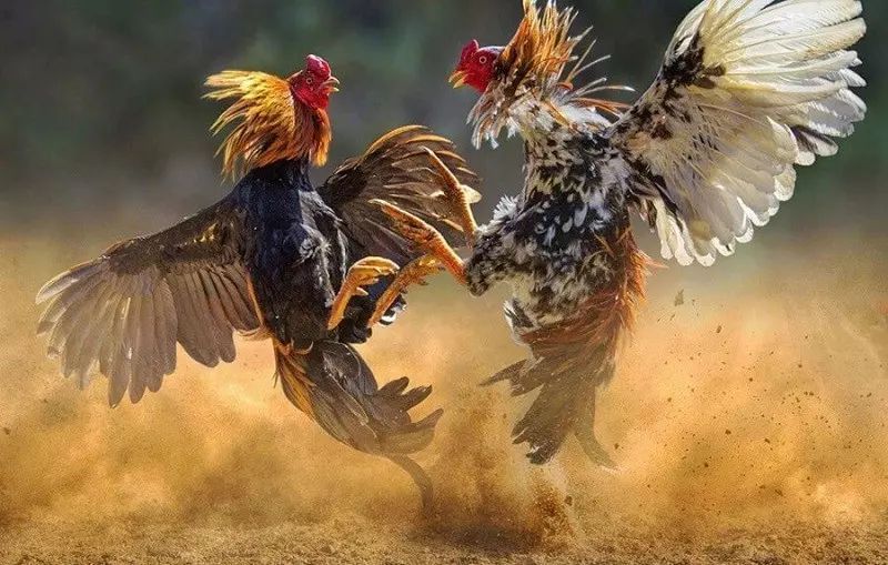 Phân loại các trận đá gà Thomo tại 23Win