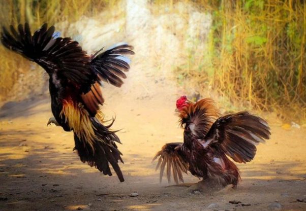 Đá gà Thomo là gì? Tổng quan về hình thức cá cược độc đáo